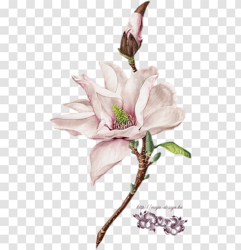 Botanical Illustration Watercolor Painting Behance - Flower Transparent PNG