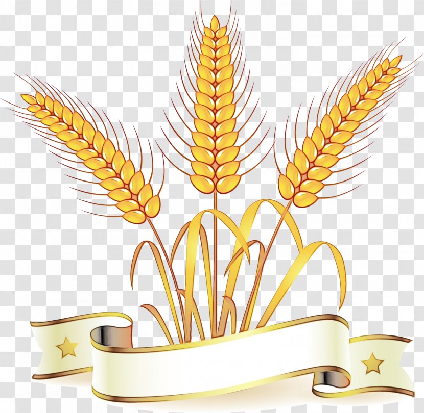 Wheat - Plant - Food Grain Transparent PNG