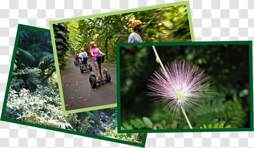 World Botanical Gardens Zip-line Mauna Kea - Slope - Garden Transparent PNG