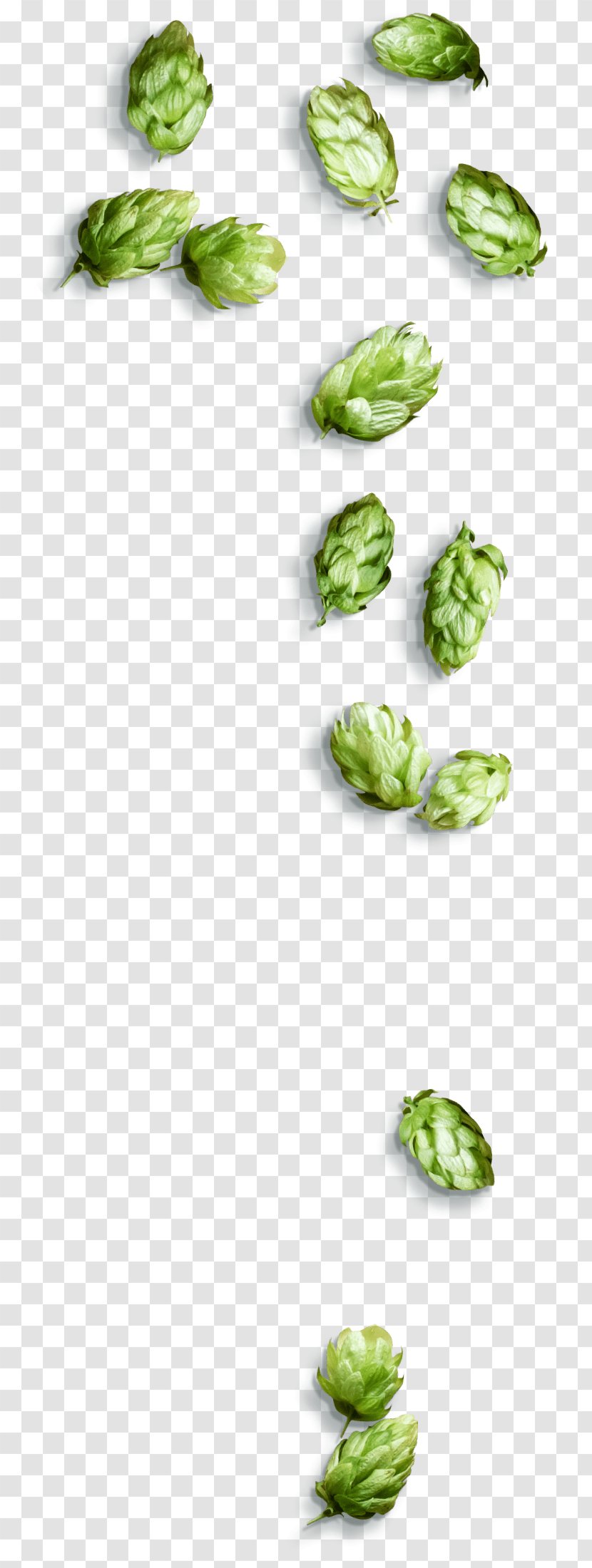 Vegetables Cartoon - Brussels Sprout - Humulus Lupulus Superfood Transparent PNG