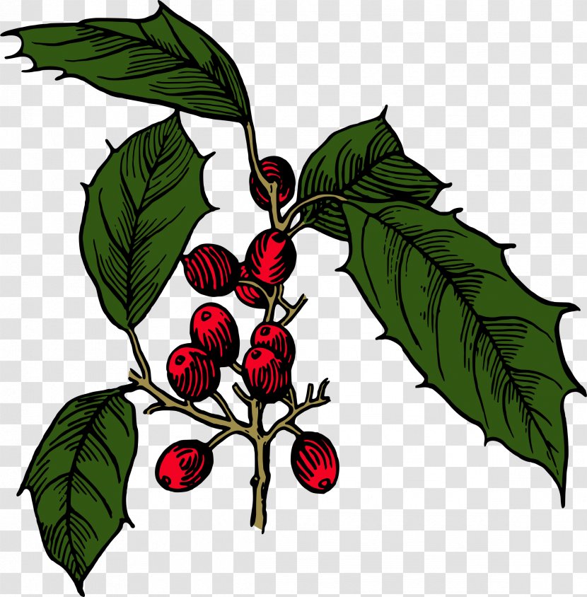 Holly Shrub Branch Clip Art - Evergreen - Shrubs Transparent PNG