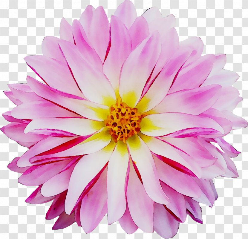 Dahlia Chrysanthemum Cut Flowers Pink M Annual Plant - Gerbera - Magenta Transparent PNG