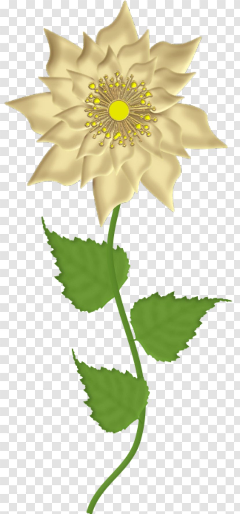 Flower Blume - Sunflower - Angelica Cover Design Transparent PNG
