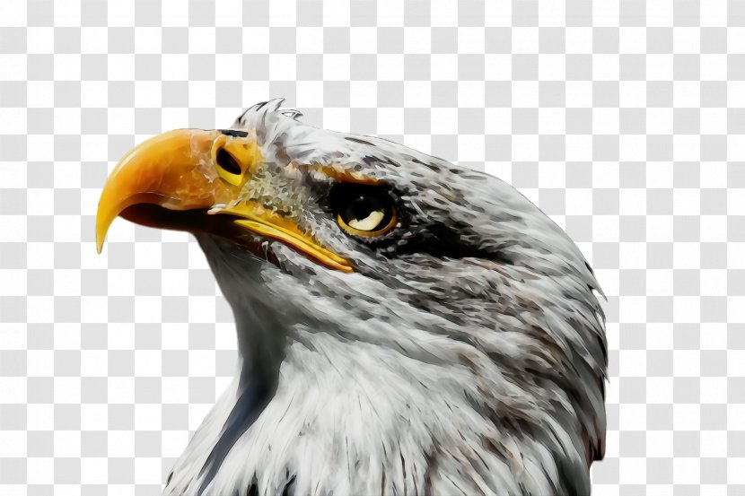 Bird Beak Of Prey Eagle Accipitridae - Closeup Hawk Transparent PNG