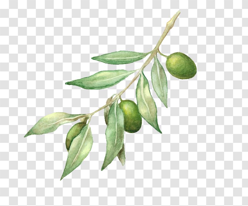 Olive Oil Branch Drawing Transparent PNG