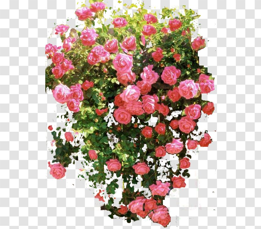 Rose Flower Shrub - Flowering Plant - Vintage Flowers Transparent PNG