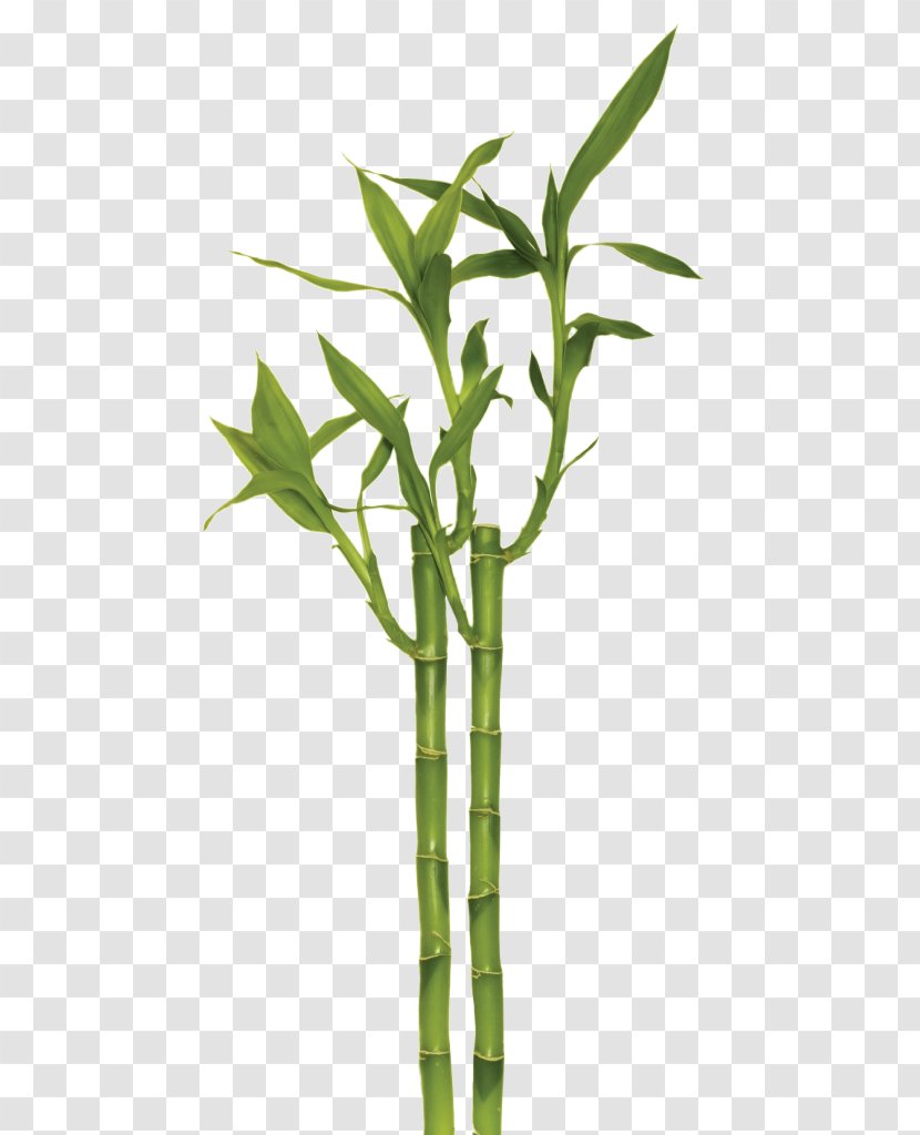 Bamboo Leaf - Lucky - Terrestrial Plant Transparent PNG