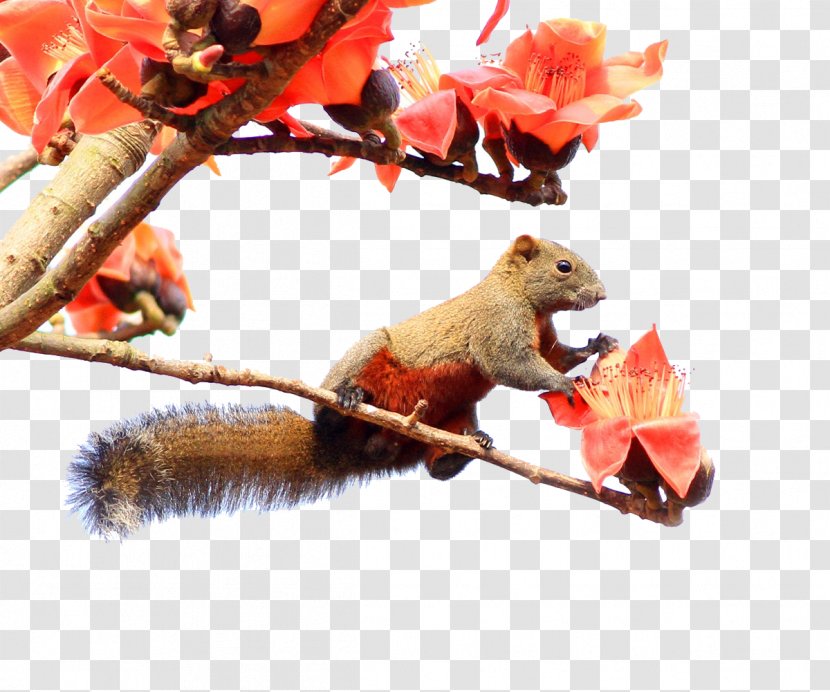 Bombax Ceiba Kapok Tree Chipmunk Squirrel Transparent PNG