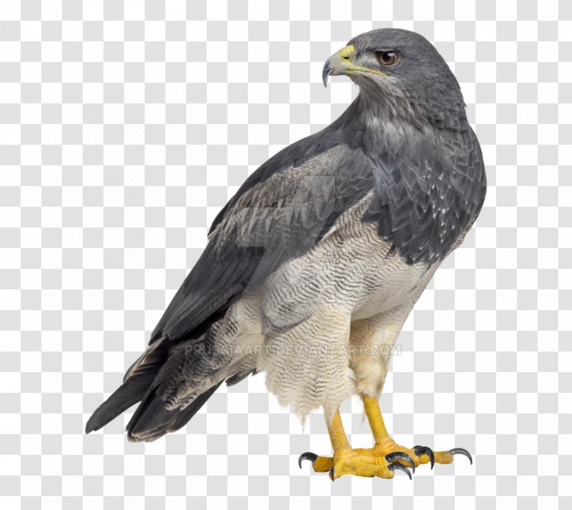 Bald Eagle Black-chested Buzzard-eagle Bird Of Prey - Drawing - Wall Peper Zipper Transparent PNG
