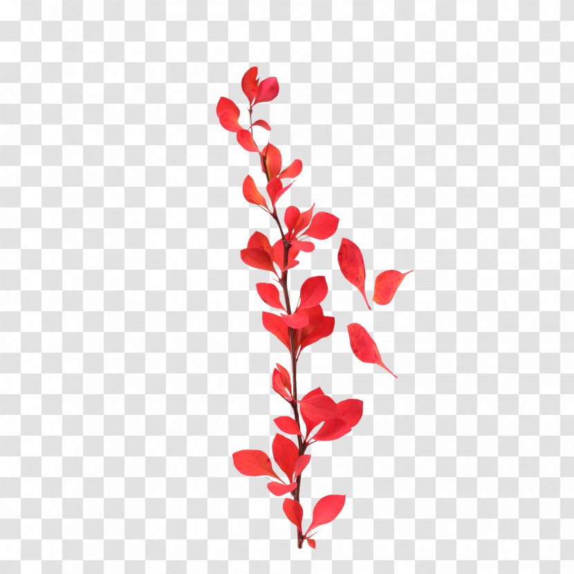Petal Lossless Compression Leaf - Bouquet Of Red Petals Transparent PNG