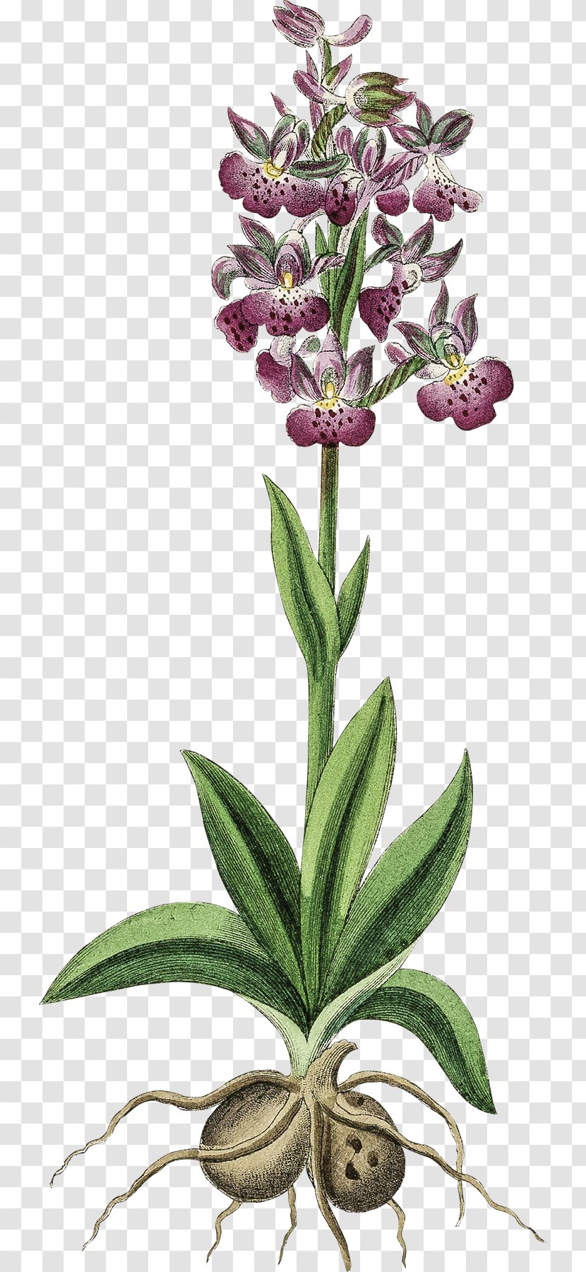 Modern Art Impressionism Surrealism - Purple Orchid Transparent PNG