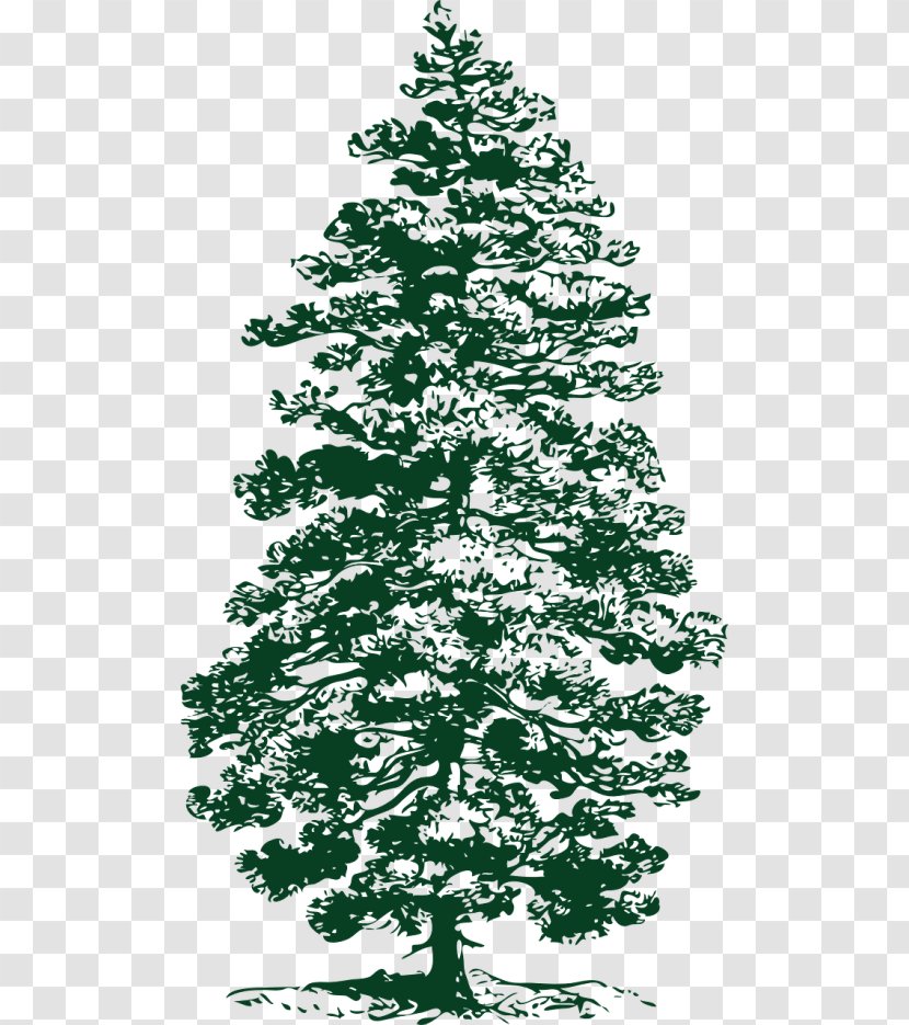 Lodgepole Pine Clip Art Fir Tree Eastern White - Larch Transparent PNG
