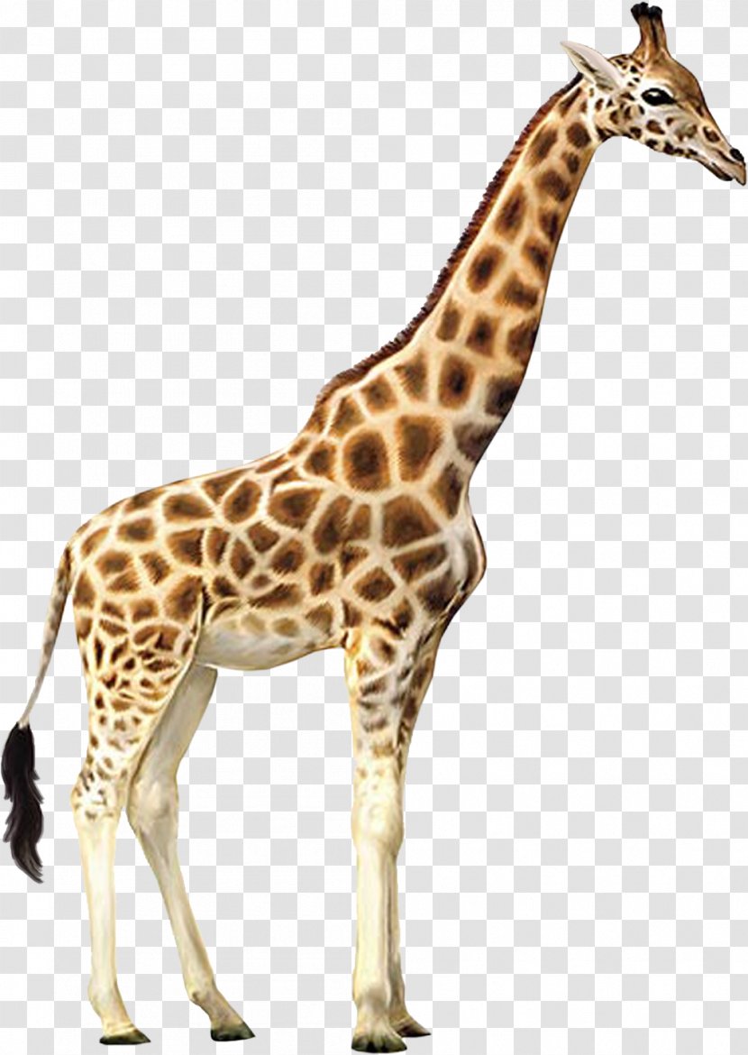 Giraffe - Neck - Image File Formats Transparent PNG