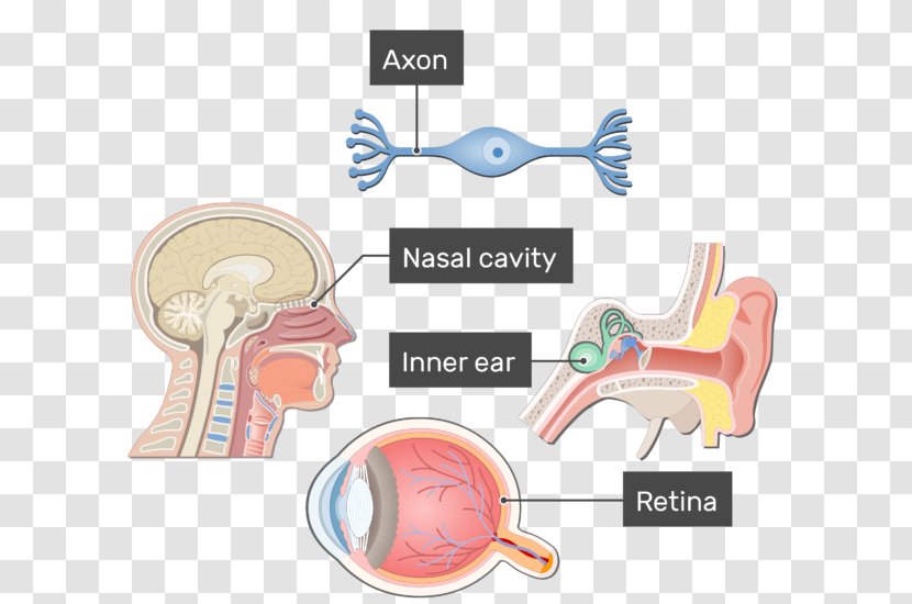 Ear Bipolar Neuron Axon Pseudounipolar - Cartoon Transparent PNG