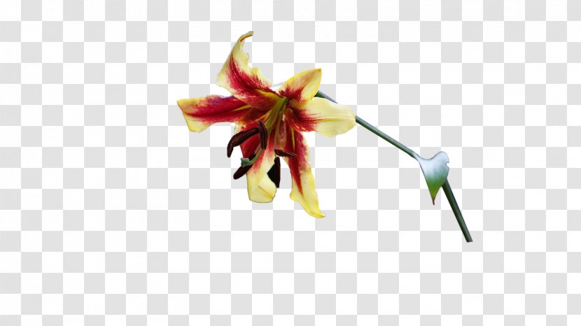Cut Flowers Plant Stem Petal - Photoshop Transparent PNG