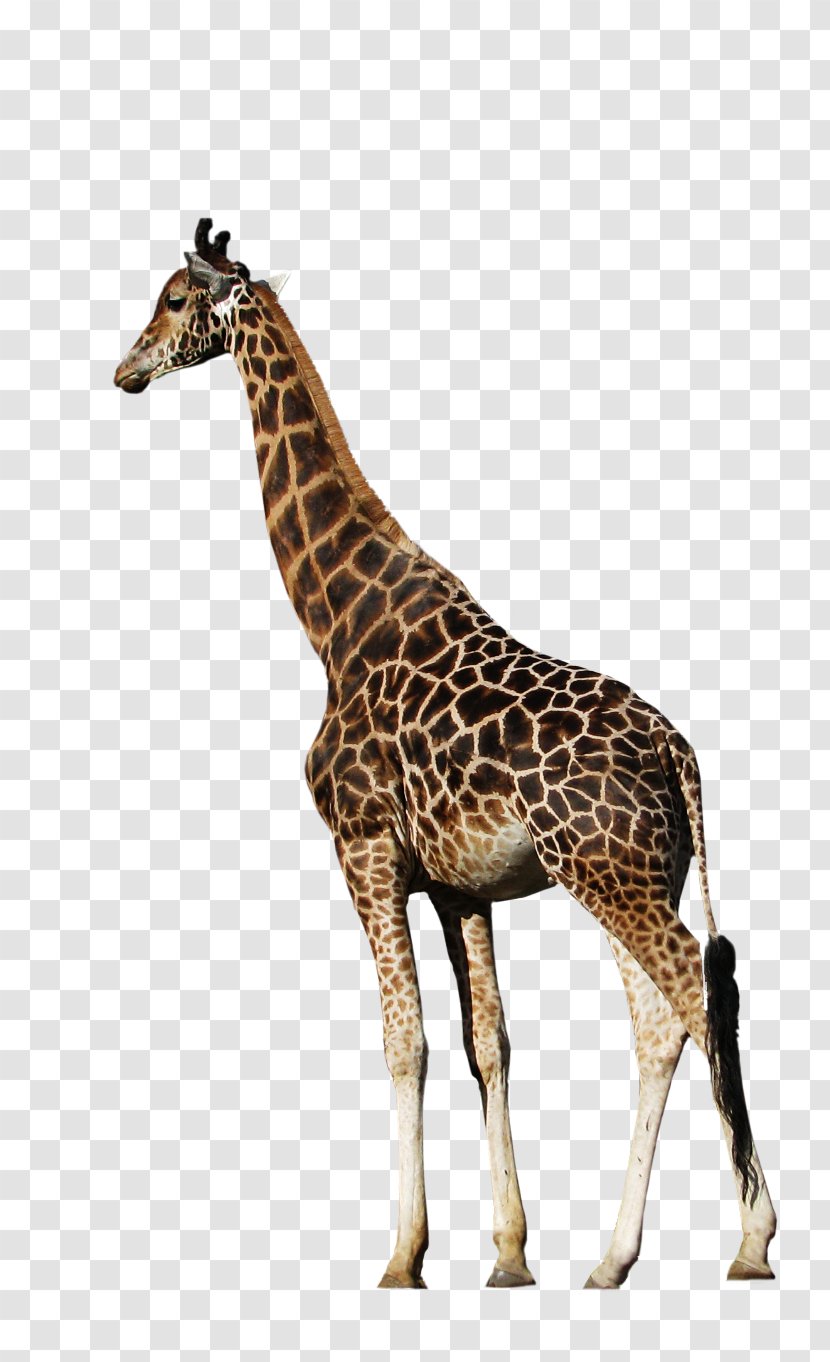 Northern Giraffe Animal Clip Art - Google Images Transparent PNG
