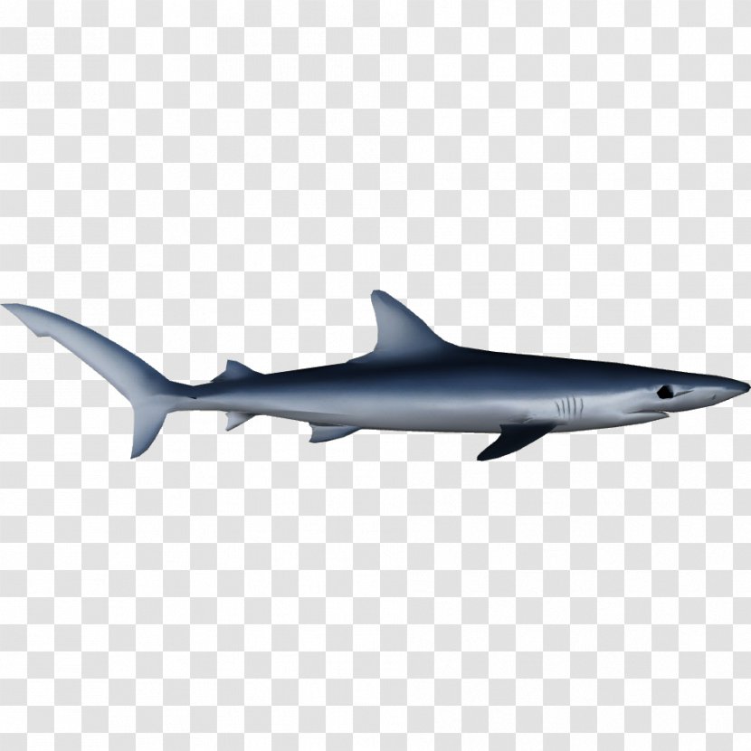Blue Shark Oceanic Whitetip Squaliform Sharks Pelagic Fish Porpoise - Cartilaginous Fishes Transparent PNG