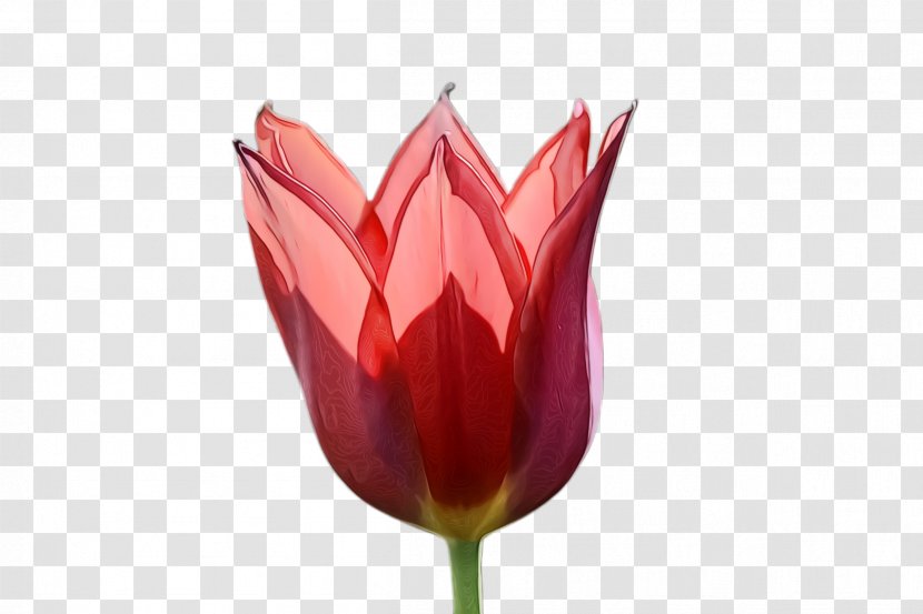Lily Flower Cartoon - Tulip - Family Bud Transparent PNG