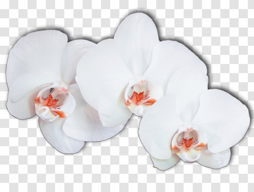 Moth Orchids Ping Flower - Freeware - Orchid Transparent PNG