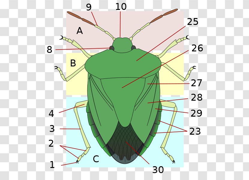 Insect Hemiptera Heteroptera Stink Bugs Scutellum - Flower Transparent PNG