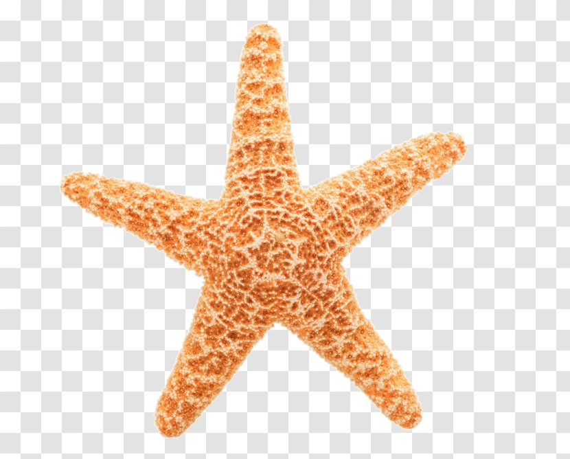 Starfish Echinoderm Invertebrate Clip Art - Marine Invertebrates Transparent PNG