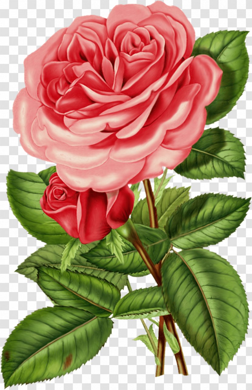 Rose Flower Vintage Clothing Clip Art - Paint Transparent PNG