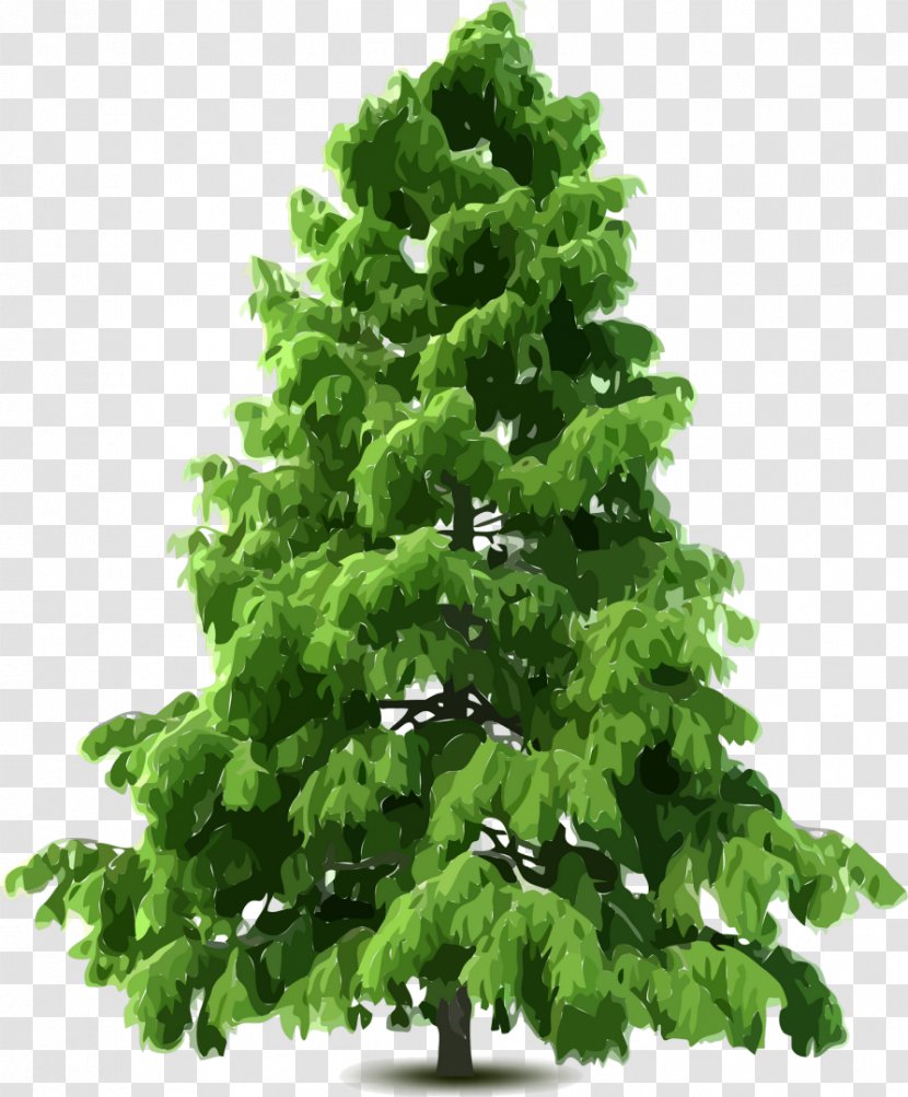 Spruce Pine Tree - Biome Transparent PNG