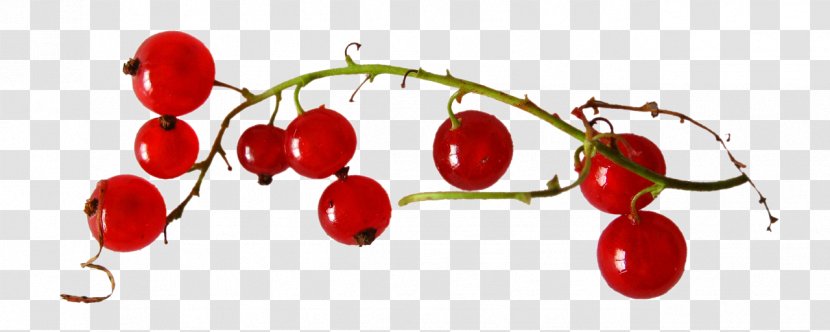 Fruit Punaisen Tuvan Viinitila Redcurrant Auglis Strawberry - Peach - Cherry Red Transparent PNG