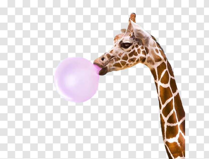 Giraffe Bubblegum Alley PopSockets Bubble Gum Kudu - Snout Transparent PNG