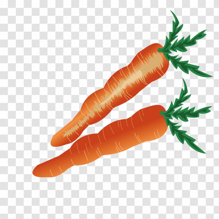 Baby Carrot Vegetable - Animation - Fresh Transparent PNG