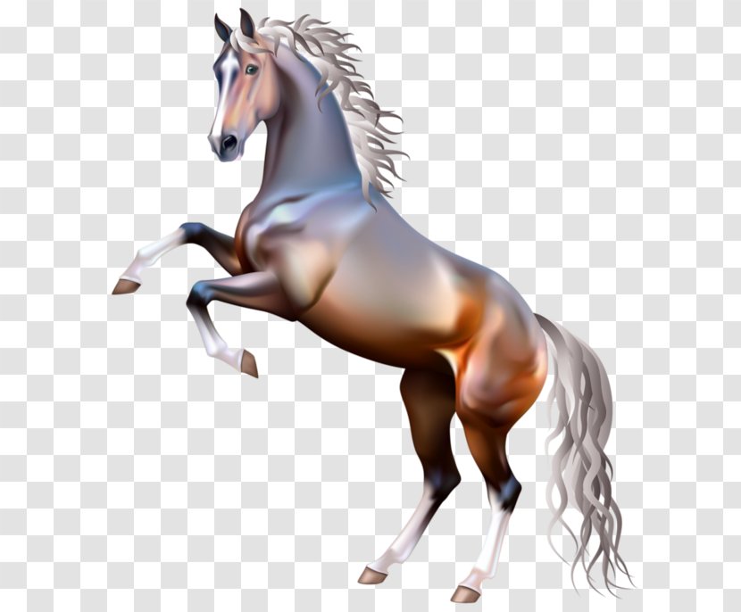 Arabian Horse American Paint Mustang Rearing White - Collection Transparent PNG