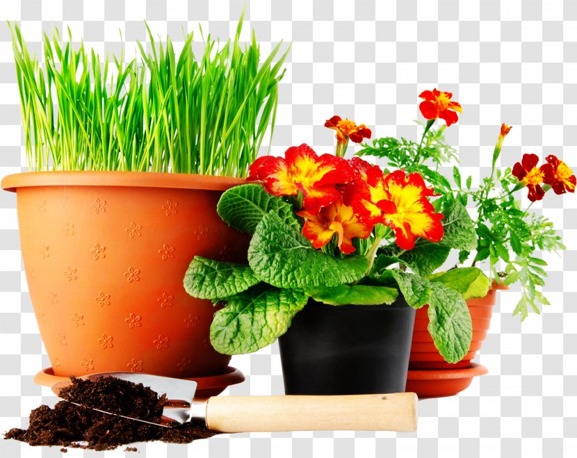 Lawn Green Mat Yellow Seedling - Calendula - Flower Pot Transparent PNG
