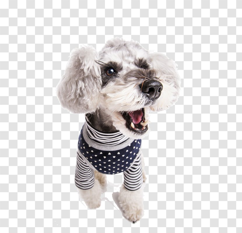 Dog Cat Toy Pet Schnauzer - Snout - Clothes Transparent PNG