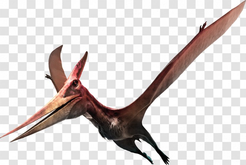 Tyrannosaurus Pterosaurs Pteranodon Dinosaur Stock Photography - Reptile Transparent PNG