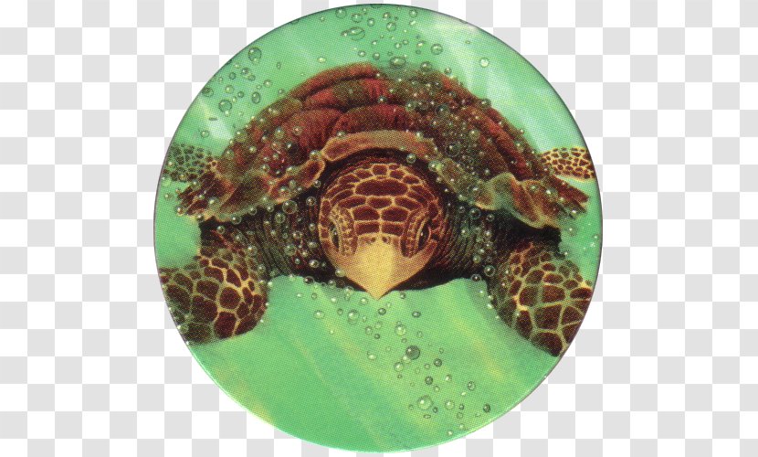 Box Turtles Loggerhead Sea Turtle Tortoise Transparent PNG