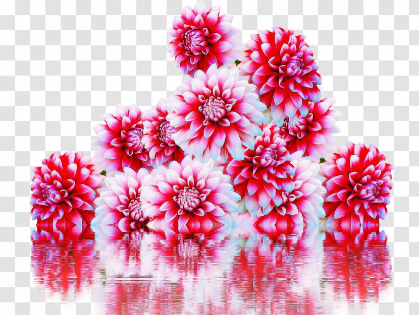 Pink Flower Plant Magenta Transparent PNG