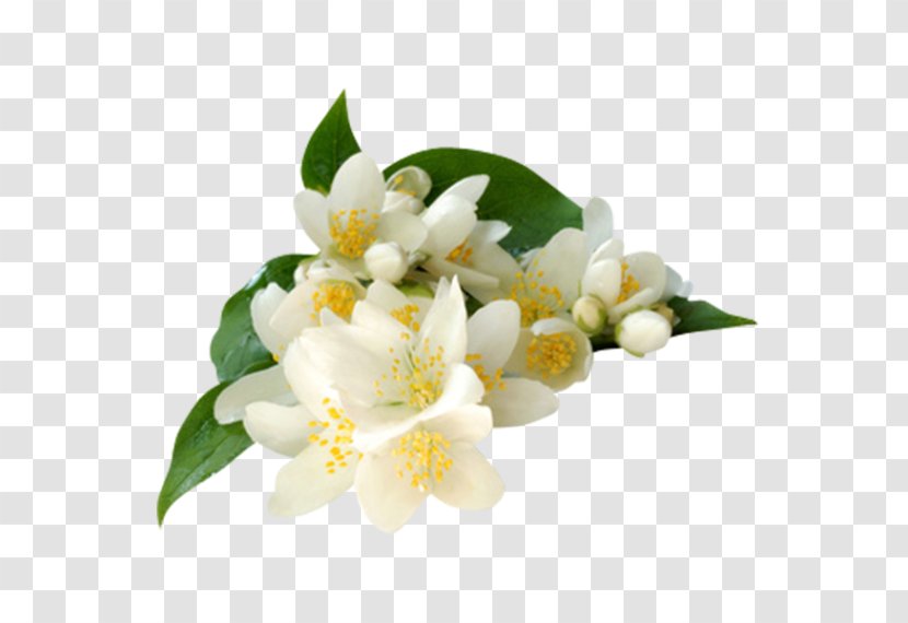 Arabian Jasmine Jasminum Grandiflorum Polyanthum Absolute Flower Transparent PNG