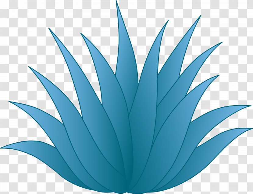 Centuryplant Tequila Drawing Clip Art - Turquoise - Cliparts Transparent PNG