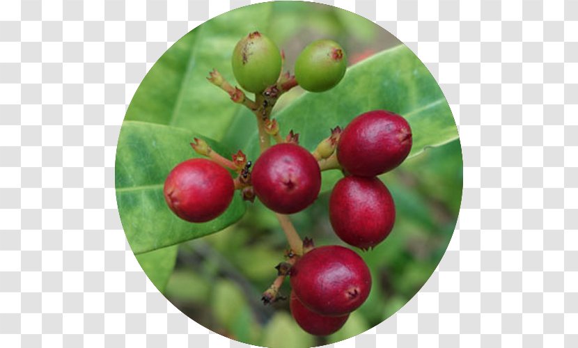Cell Toxin Poison Gooseberry Detoxification - Tree - Longevity Transparent PNG