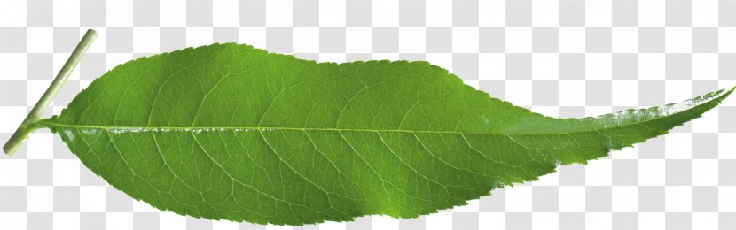 Leaf Plant Stem Tree Transparent PNG