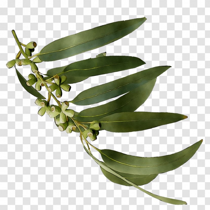 Leaf Plant Stem Herbalism Plants - Eucalyptus Transparent PNG