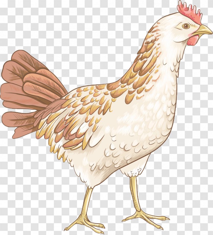 Chicken Royalty-free Clip Art - Fauna - Hand-painted Transparent PNG