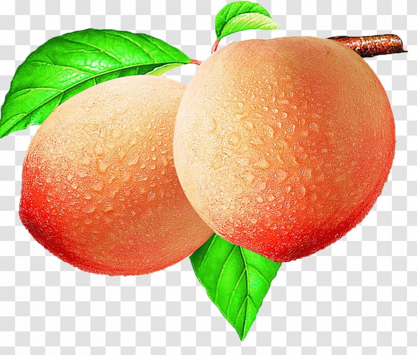 Peach Download Illustration - Diet Food Transparent PNG