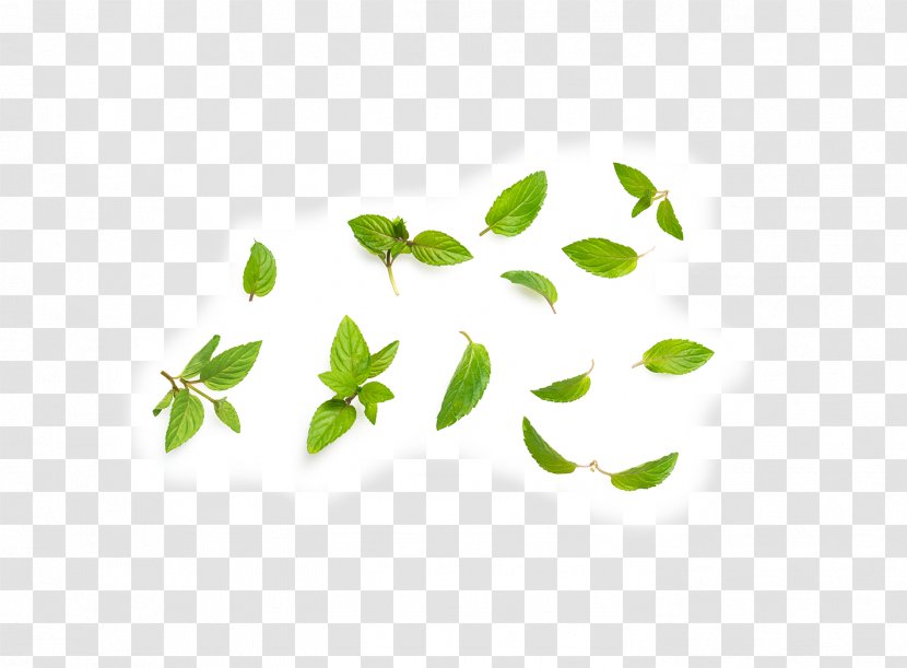 Almond Tea Tree Oil Ingredient Plant Nutrition - Kale - Mint Leaf Transparent PNG