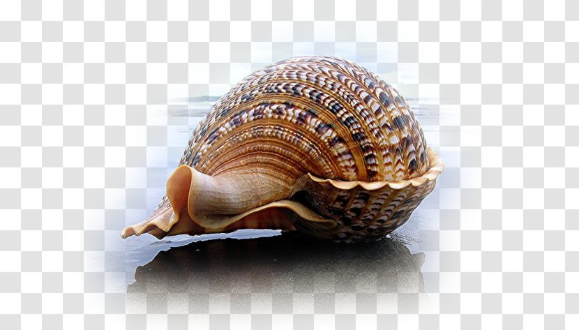 Seashell Charonia Mollusc Shell Gastropod - Molluscs - Conch On The Beach Transparent PNG