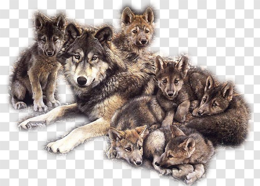 Dog Puppy Coyote Pack Indian Wolf - Canidae Transparent PNG