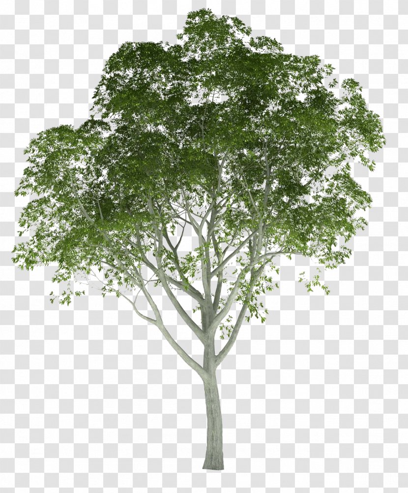 Architectural Rendering Tree Architecture 3D - Woody Plant - Trees Transparent PNG