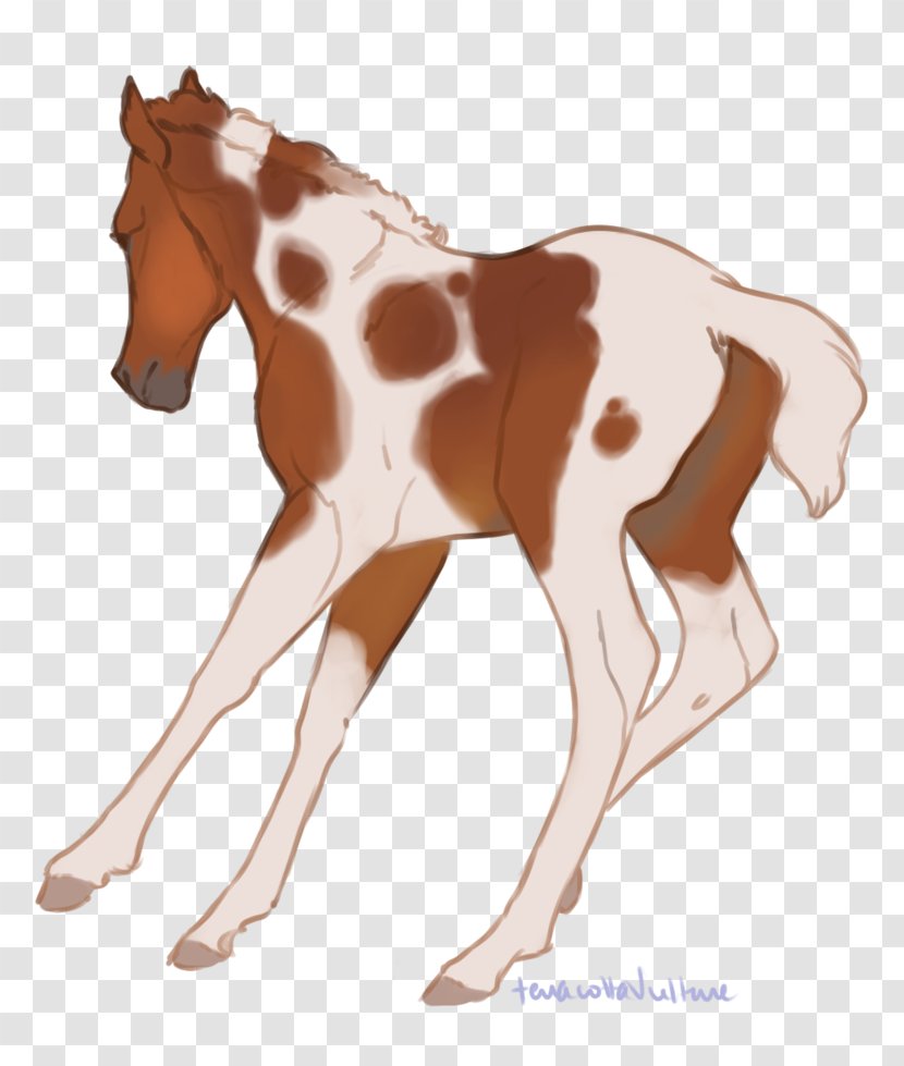 Mustang Foal Colt Stallion Mare - Horse Transparent PNG