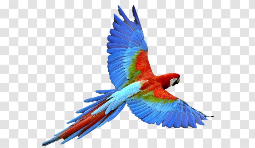 Parrot Bird Budgerigar - Logo Samples Transparent PNG