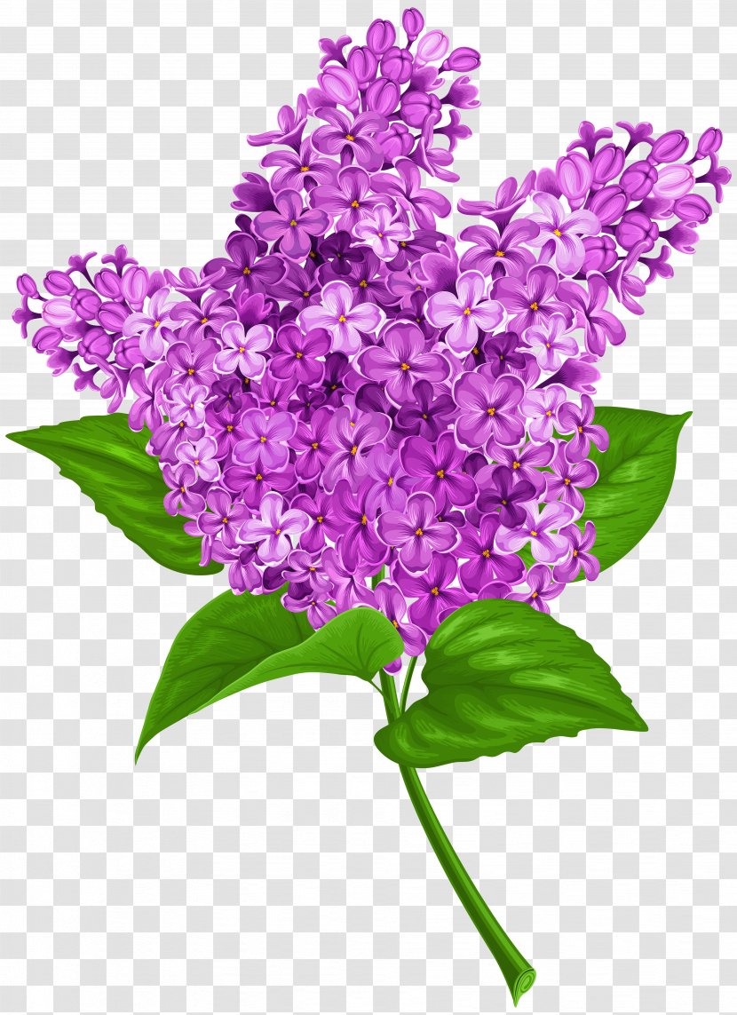 Common Lilac Flower Clip Art - Shrub Transparent PNG